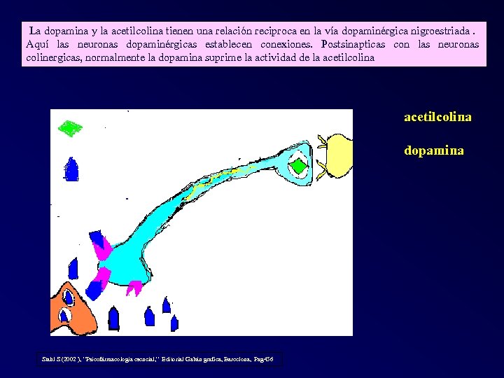  La dopamina y la acetilcolina tienen una relación reciproca en la vía dopaminérgica