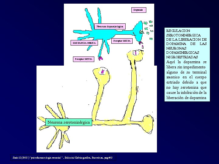 Dopamina Neurona dopaminérgica SUSTANCIA NEGRA Receptor 5 HT 2 A Neurona serotoninérgica Stahl S