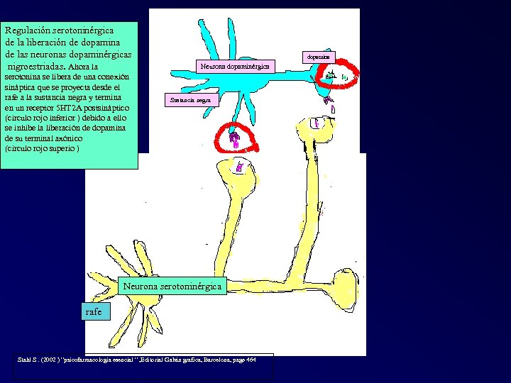 Regulación serotoninérgica de la liberación de dopamina de las neuronas dopaminérgicas nigroestriadas. Ahora la