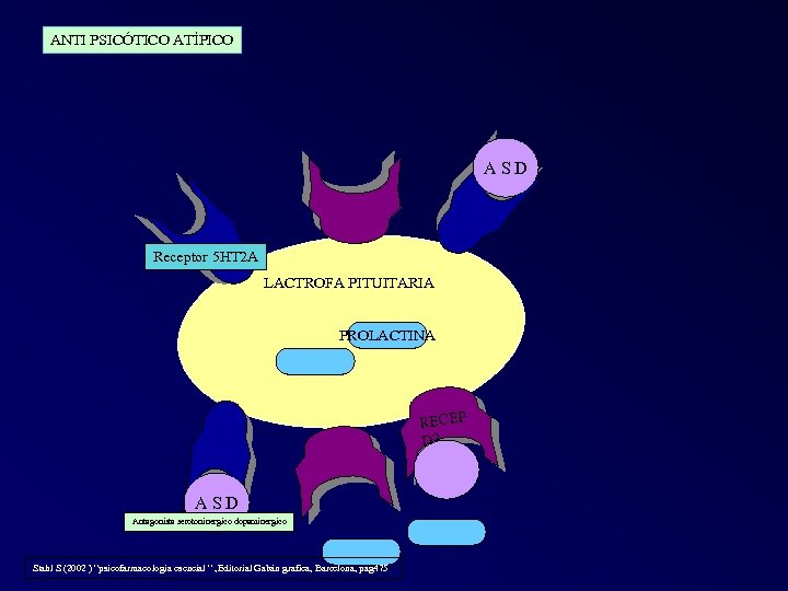 ANTI PSICÓTICO ATÍPICO A S D Receptor 5 HT 2 A LACTROFA PITUITARIA PROLACTINA