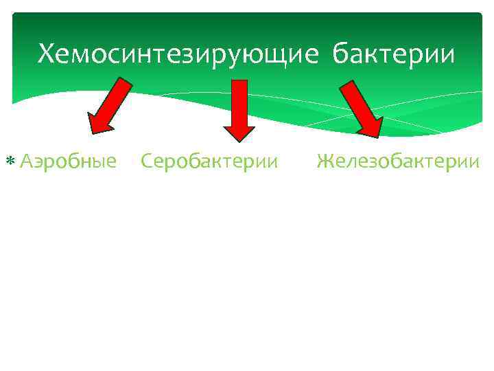 Хемосинтезирующие бактерии Аэробные Серобактерии Железобактерии 