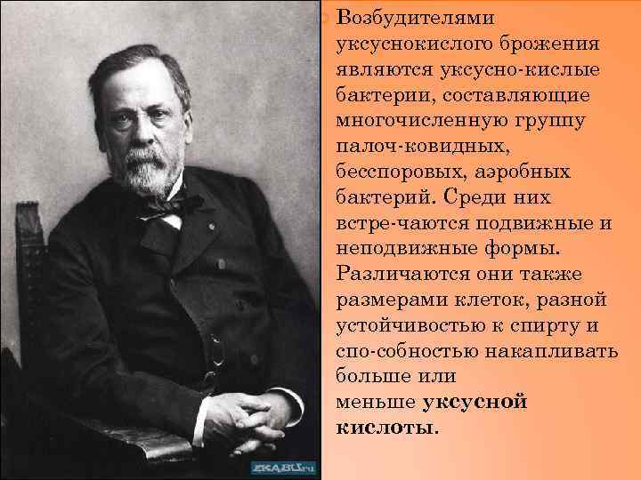  Возбудителями уксуснокислого брожения являются уксусно кислые бактерии, составляющие многочисленную группу палоч ковидных, бесспоровых,