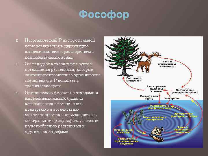 На земле в огромных масштабах осуществляется круговорот