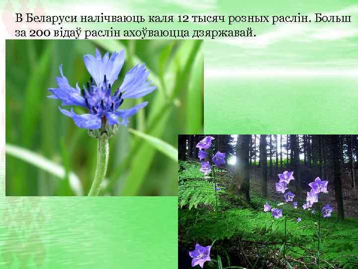 В Беларуси налічваюць каля 12 тысяч розных раслін. Больш за 200 відаў раслін ахоўваюцца