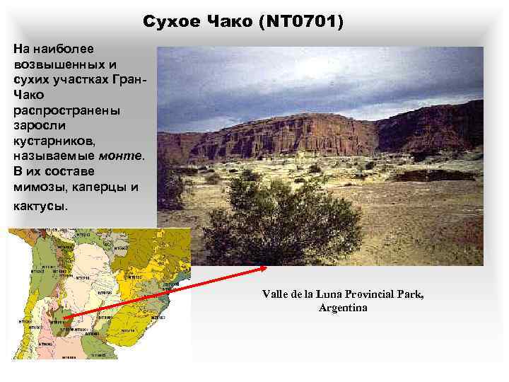 Сухое Чако (NT 0701) На наиболее возвышенных и сухих участках Гран. Чако распространены заросли