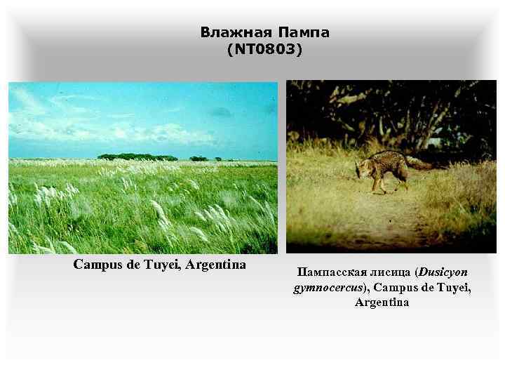 Влажная Пампа (NT 0803) Campus de Tuyei, Argentina Пампасская лисица (Dusicyon gymnocercus), Campus de