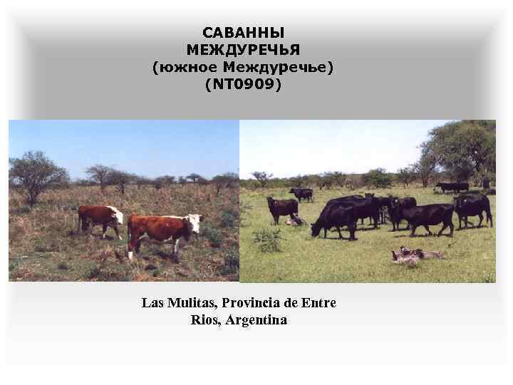 САВАННЫ МЕЖДУРЕЧЬЯ (южное Междуречье) (NT 0909) Las Mulitas, Provincia de Entre Rios, Argentina 