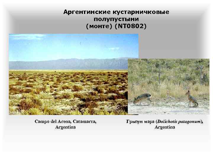 Аргентинские кустарничковые полупустыни (монте) (NT 0802) Campo del Arena, Catamarca, Argentina Грызун мара (Dolichotis