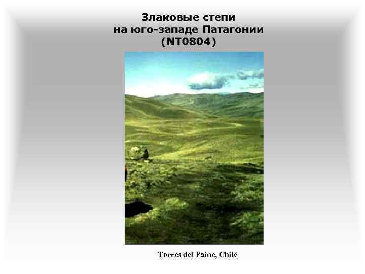 Злаковые степи на юго-западе Патагонии (NT 0804) Torres del Paine, Chile 