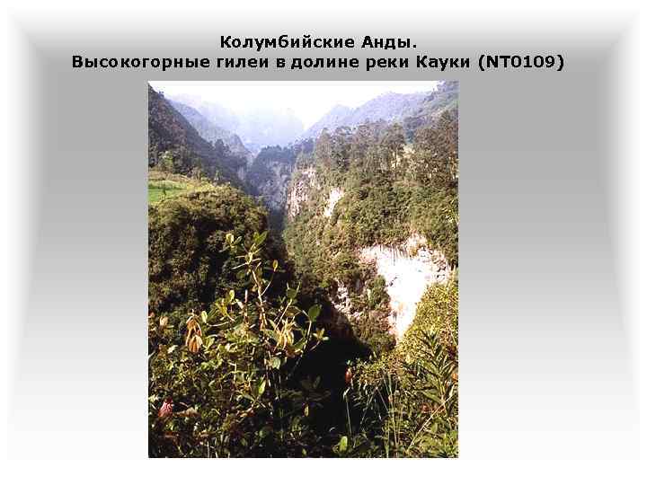 Колумбийские Анды. Высокогорные гилеи в долине реки Кауки (NT 0109) 