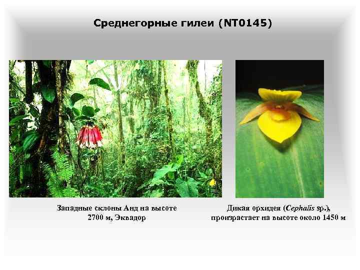 Среднегорные гилеи (NT 0145) Западные склоны Анд на высоте 2700 м, Эквадор Дикая орхидея