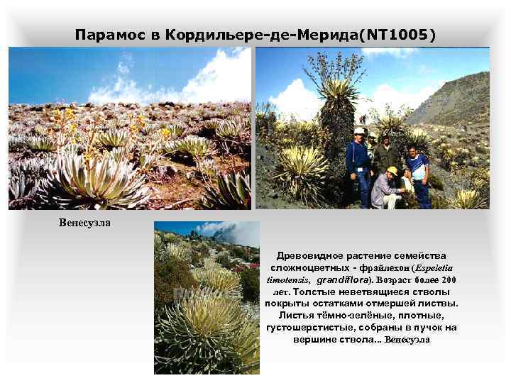 Парамос в Кордильере-де-Мерида(NT 1005) Венесуэла Древовидное растение семейства сложноцветных - фрайлехон (Espeletia timotensis, grandiflora).