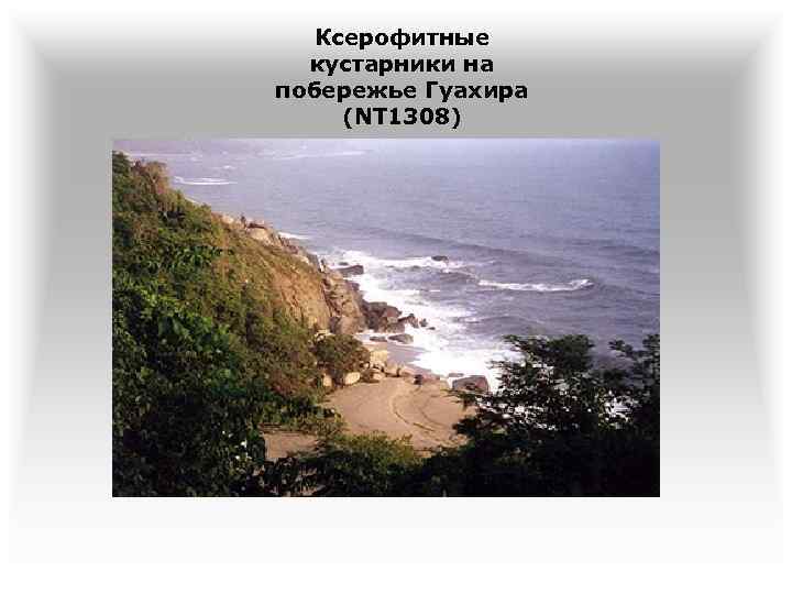 Ксерофитные кустарники на побережье Гуахира (NT 1308) 