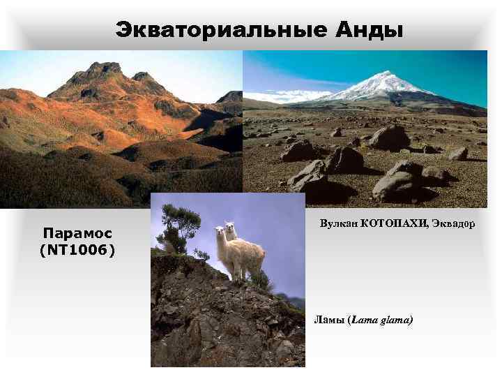 Экваториальные Анды Парамос (NT 1006) Вулкан КОТОПАХИ, Эквадор Ламы (Lama glama) 