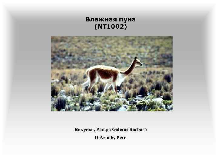 Влажная пуна (NT 1002) Викунья, Pampa Galeras Barbara D'Achille, Peru 