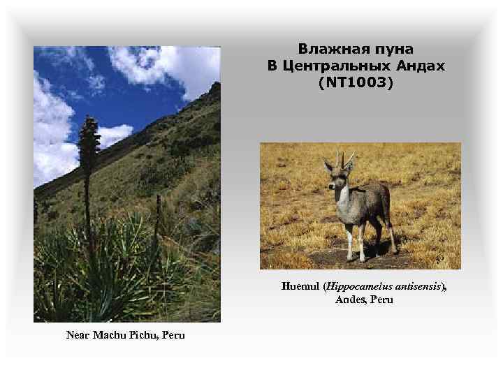 Влажная пуна В Центральных Андах (NT 1003) Huemul (Hippocamelus antisensis), Andes, Peru Near Machu