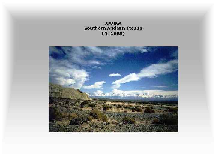 ХАЛКА Southern Andean steppe (NT 1008) 