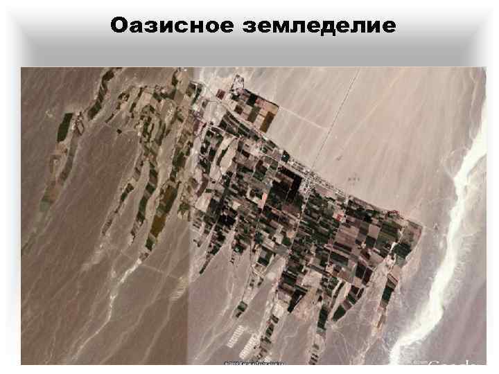 Оазисное земледелие 