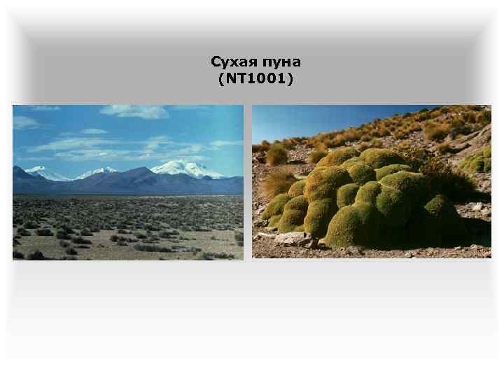 Сухая пуна (NT 1001) 