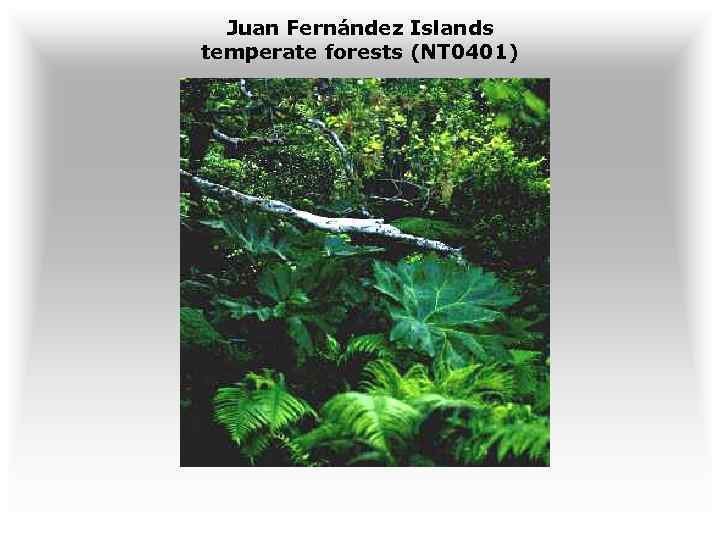 Juan Fernández Islands temperate forests (NT 0401) 