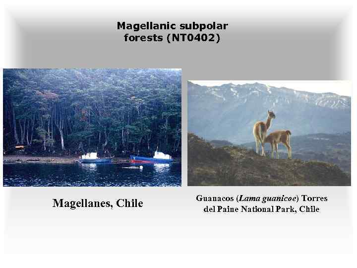 Magellanic subpolar forests (NT 0402) Magellanes, Chile Guanacos (Lama guanicoe) Torres del Paine National