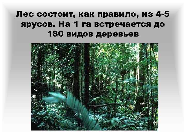 Лес состоит, как правило, из 4 -5 ярусов. На 1 га встречается до 180