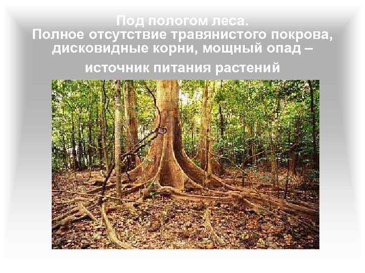 Под пологом леса. Полное отсутствие травянистого покрова, дисковидные корни, мощный опад – источник питания