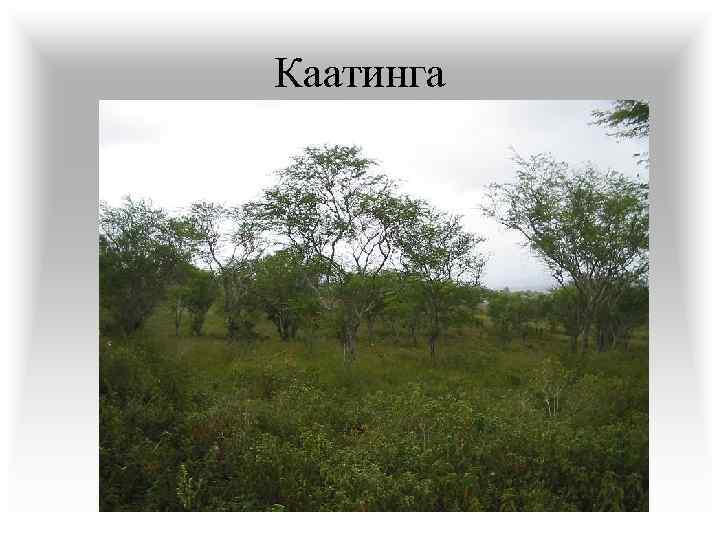 Каатинга 