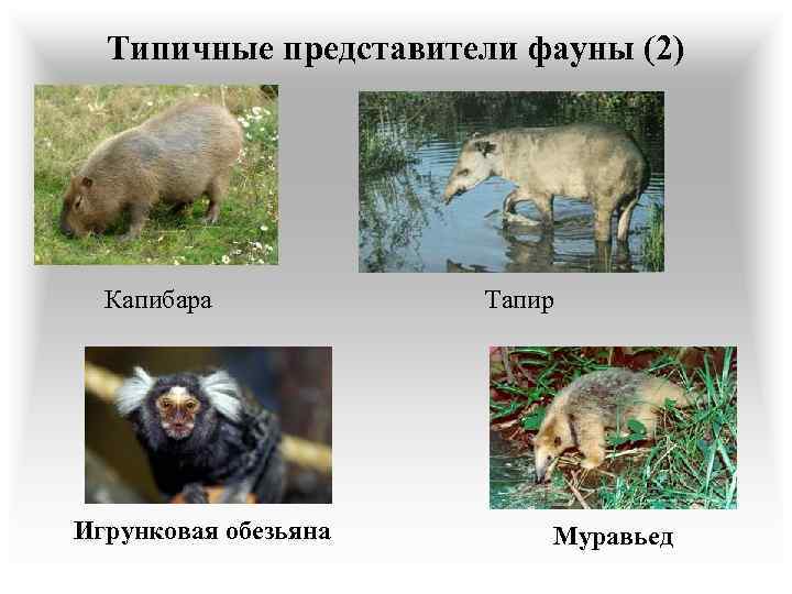 Типичные представители фауны (2) Капибара Игрунковая обезьяна Тапир Муравьед 