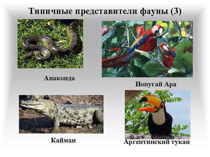 Типичные представители фауны (3) Анаконда Кайман Попугай Ара Аргентинский тукан 