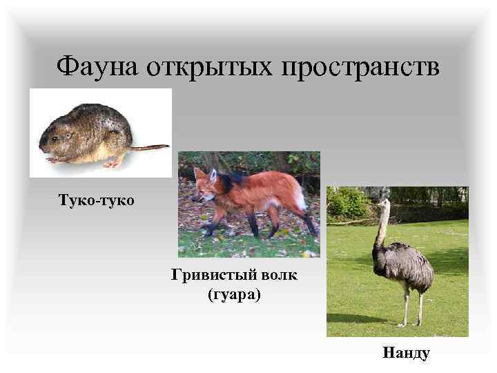 Фауна открытых пространств Туко-туко Гривистый волк (гуара) Нанду 