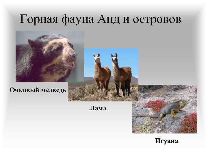Горная фауна Анд и островов Очковый медведь Лама Игуана 