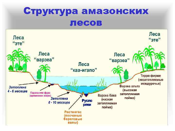 Структура амазонских лесов 