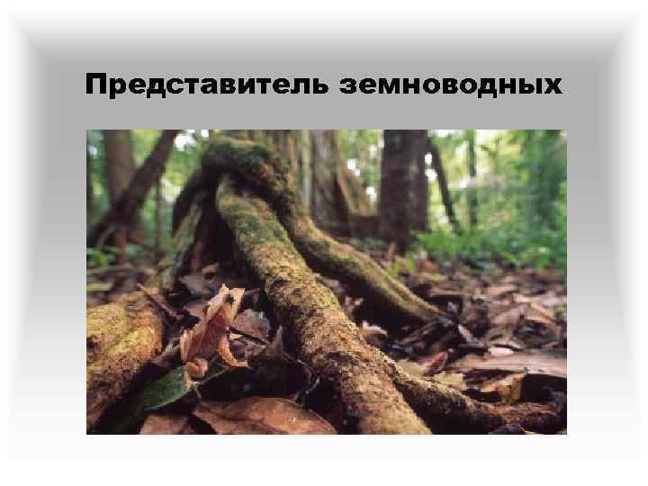 Представитель земноводных 