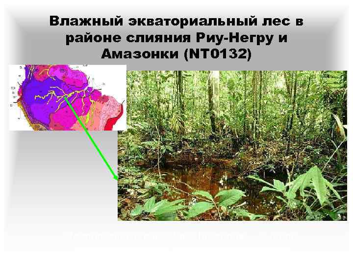 Влажный экваториальный лес в районе слияния Риу-Негру и Амазонки (NT 0132) Национальный парк Жау