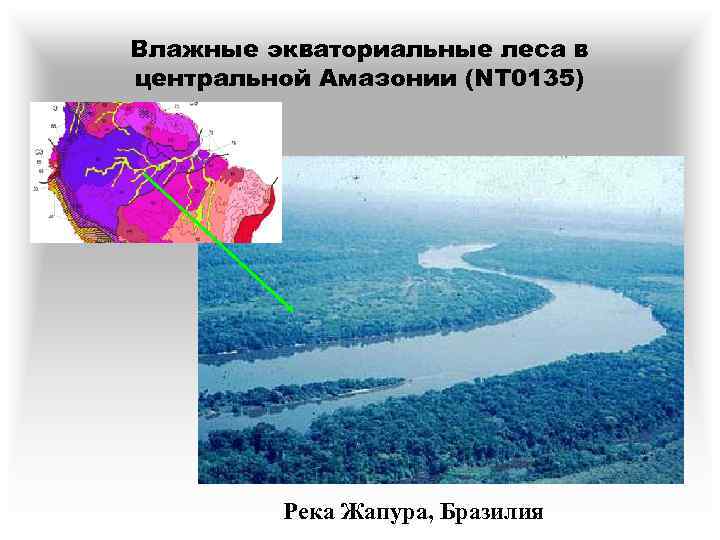 Влажные экваториальные леса в центральной Амазонии (NT 0135) Река Жапура, Бразилия 