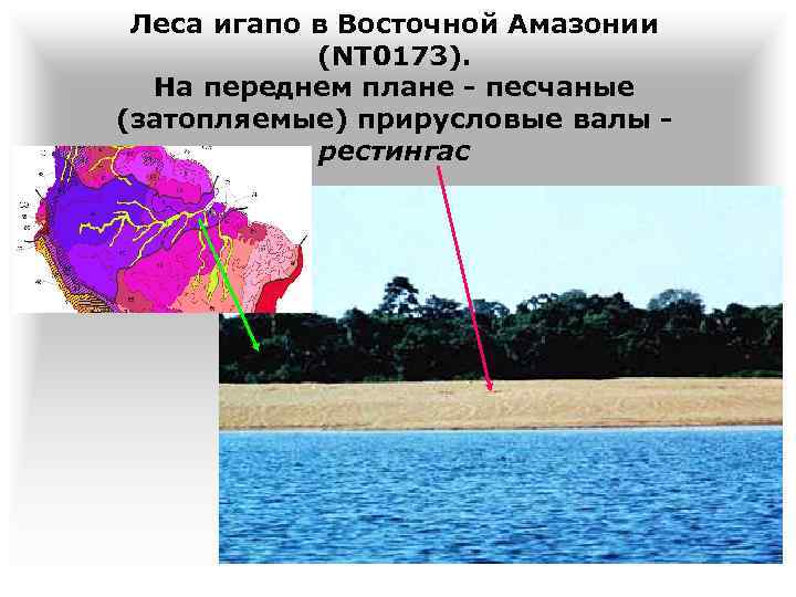 Леса игапо в Восточной Амазонии (NT 0173). На переднем плане - песчаные (затопляемые) прирусловые