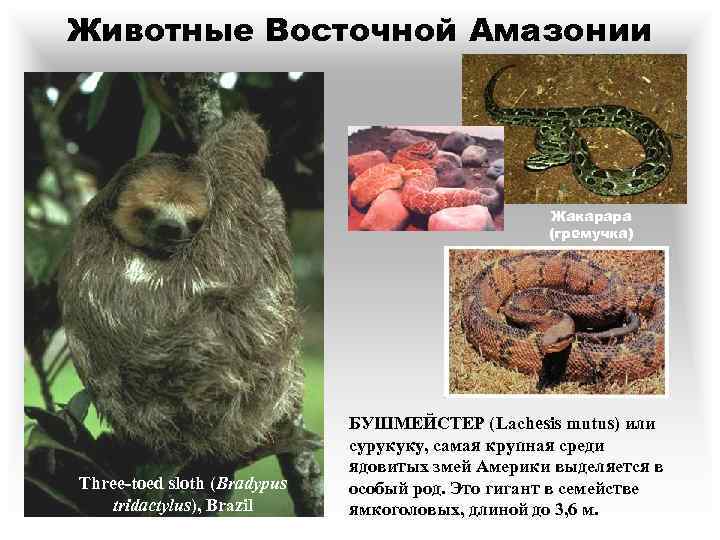 Животные Восточной Амазонии Жакарара (гремучка) Three-toed sloth (Bradypus tridactylus), Brazil БУШМЕЙСТЕР (Lachesis mutus) или