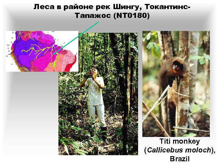 Леса в районе рек Шингу, Токантинс. Тапажос (NT 0180) Titi monkey (Callicebus moloch), Brazil