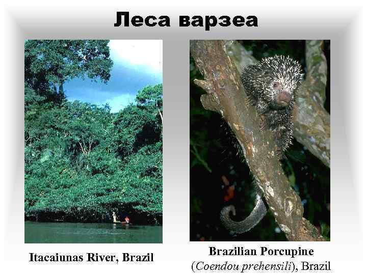 Леса варзеа Itacaiunas River, Brazilian Porcupine (Coendou prehensili), Brazil 