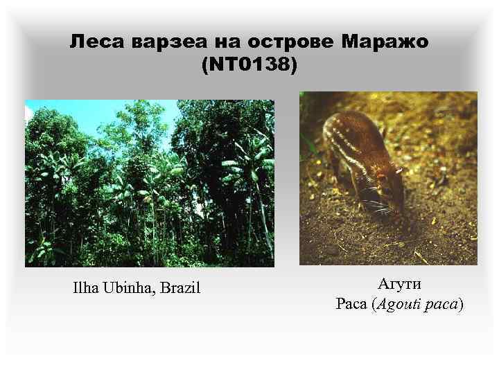 Леса варзеа на острове Маражо (NT 0138) Ilha Ubinha, Brazil Агути Paca (Agouti paca)