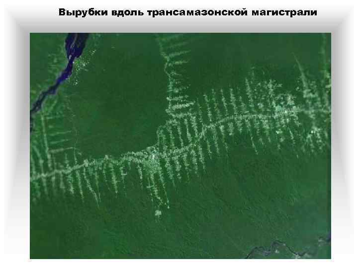 Вырубки вдоль трансамазонской магистрали 