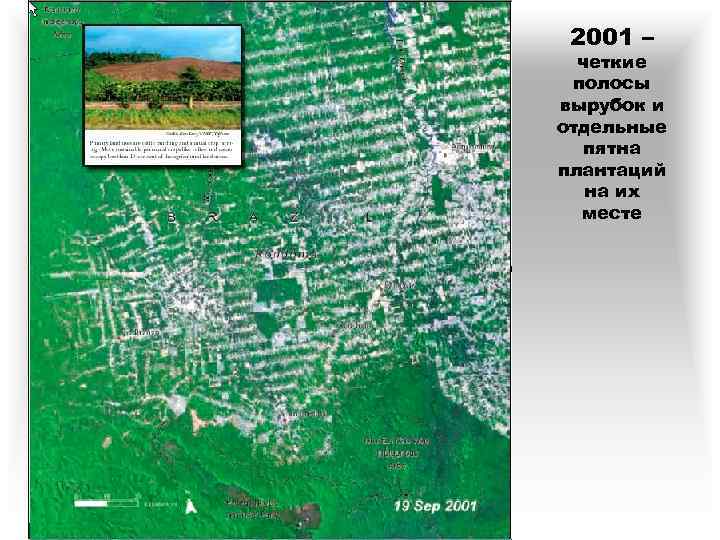 2001 – четкие полосы вырубок и отдельные пятна плантаций на их месте 