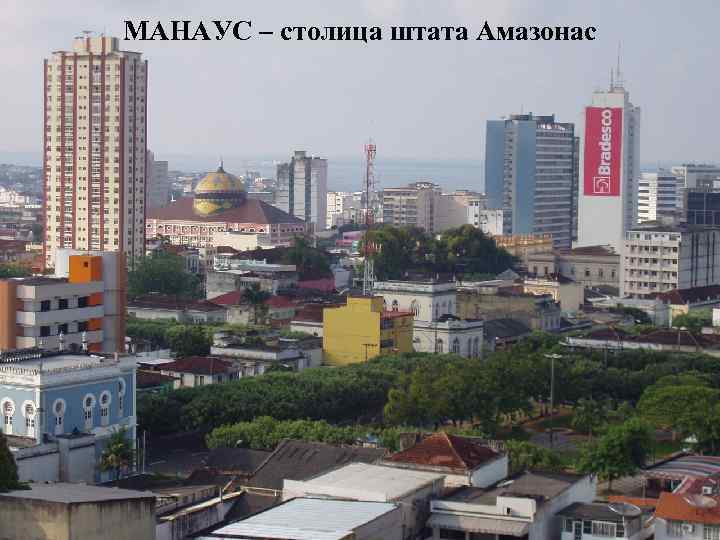 МАНАУС – столица штата Амазонас 