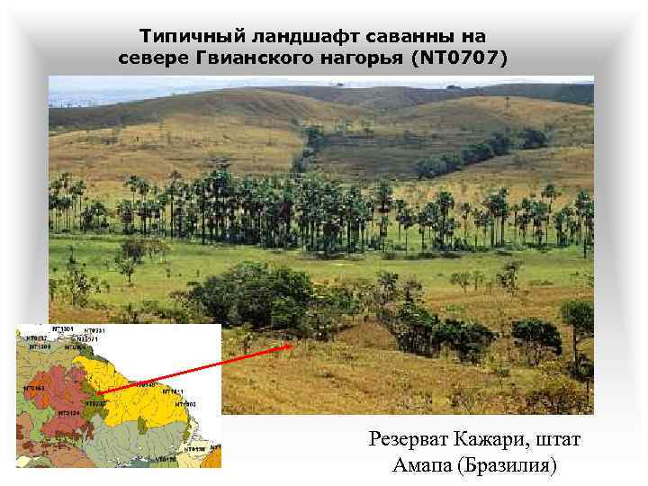 Типичный ландшафт саванны на севере Гвианского нагорья (NT 0707) Резерват Кажари, штат Амапа (Бразилия)