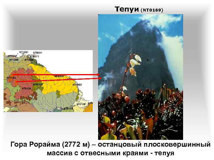 Тепуи (NT 0169) Гора Рорайма (2772 м) – останцовый плосковершинный массив с отвесными краями