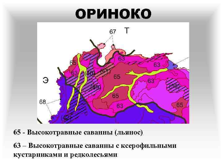 ОРИНОКО 65 - Высокотравные саванны (льянос) 63 – Высокотравные саванны с ксерофильными кустарниками и
