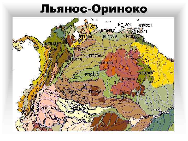 Пик ориноко. Льянос в Южной Америке Ориноко. Льянос Ориноко на карте. Низменность Ориноко на карте.