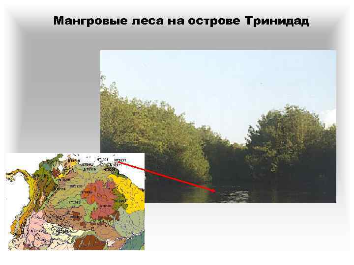 Мангровые леса на острове Тринидад 