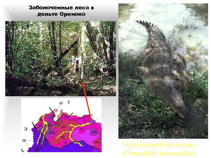 Заболоченные леса в дельте Ориноко Оринокский крокодил (Crocodylus intermedius) 